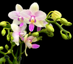Ορχιδέα Phalaenopsis Blossom Bliss - Image 2